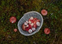 Foraging Edibles During Drought: A How-To Guide